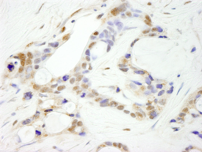 CPSF100 Antibody in Immunohistochemistry (Paraffin) (IHC (P))