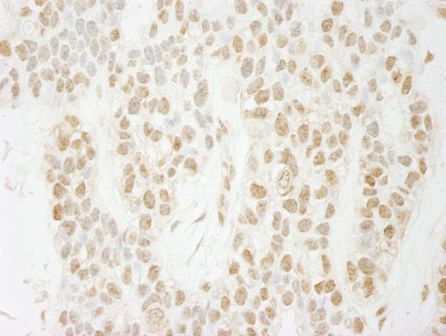 PA1 Antibody in Immunohistochemistry (Paraffin) (IHC (P))