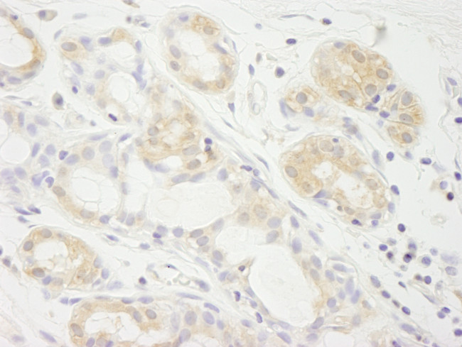 eIF2A Antibody in Immunohistochemistry (Paraffin) (IHC (P))