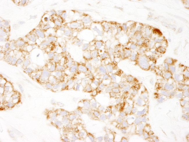 Prohibitin Antibody in Immunohistochemistry (Paraffin) (IHC (P))