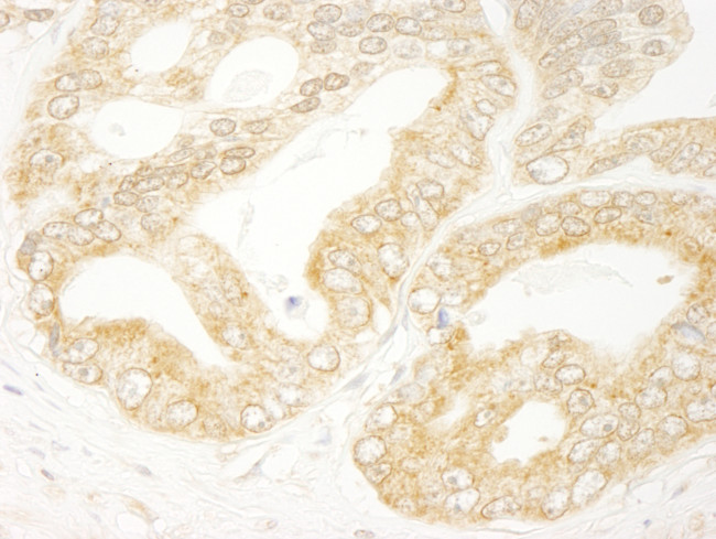 eIF4H Antibody in Immunohistochemistry (Paraffin) (IHC (P))