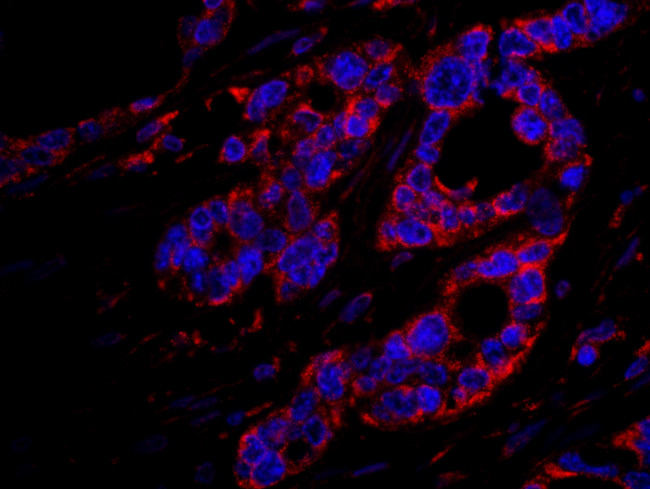 DOCK4 Antibody in Immunohistochemistry (Paraffin) (IHC (P))