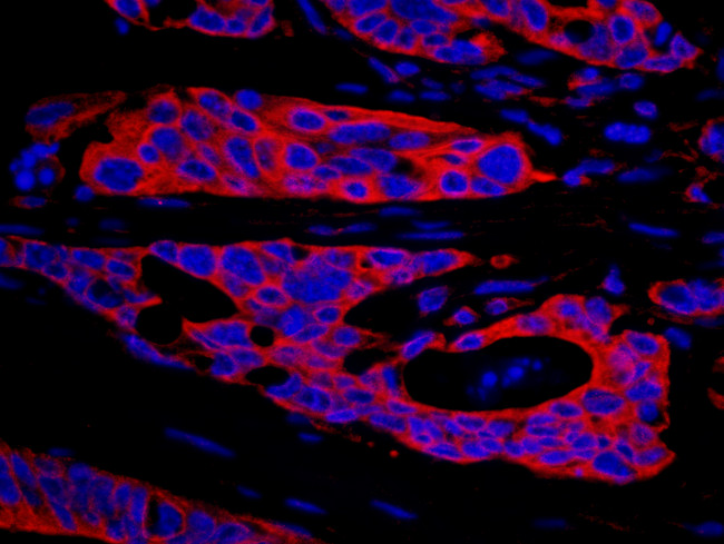 SPAK Antibody in Immunohistochemistry (Paraffin) (IHC (P))