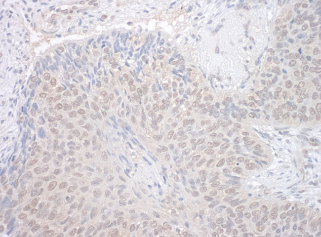 NEK7 Antibody in Immunohistochemistry (Paraffin) (IHC (P))