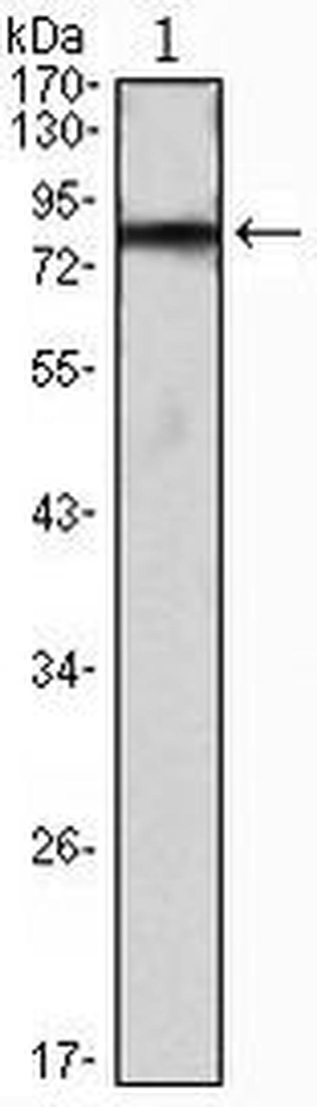 IHOG Antibody in Western Blot (WB)