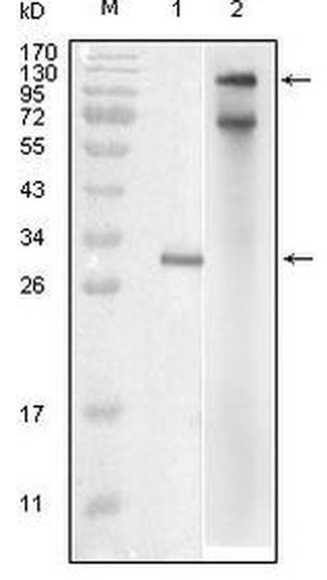 IKK epsilon Antibody in Western Blot (WB)