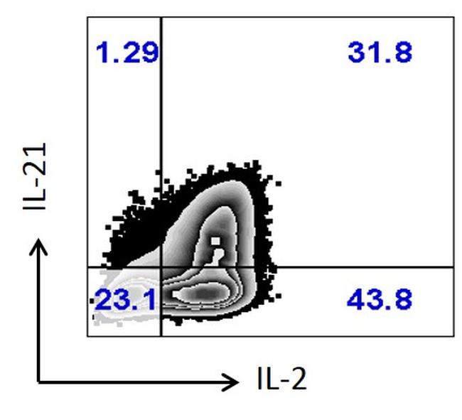 IL-2 Antibody in Flow Cytometry (Flow)