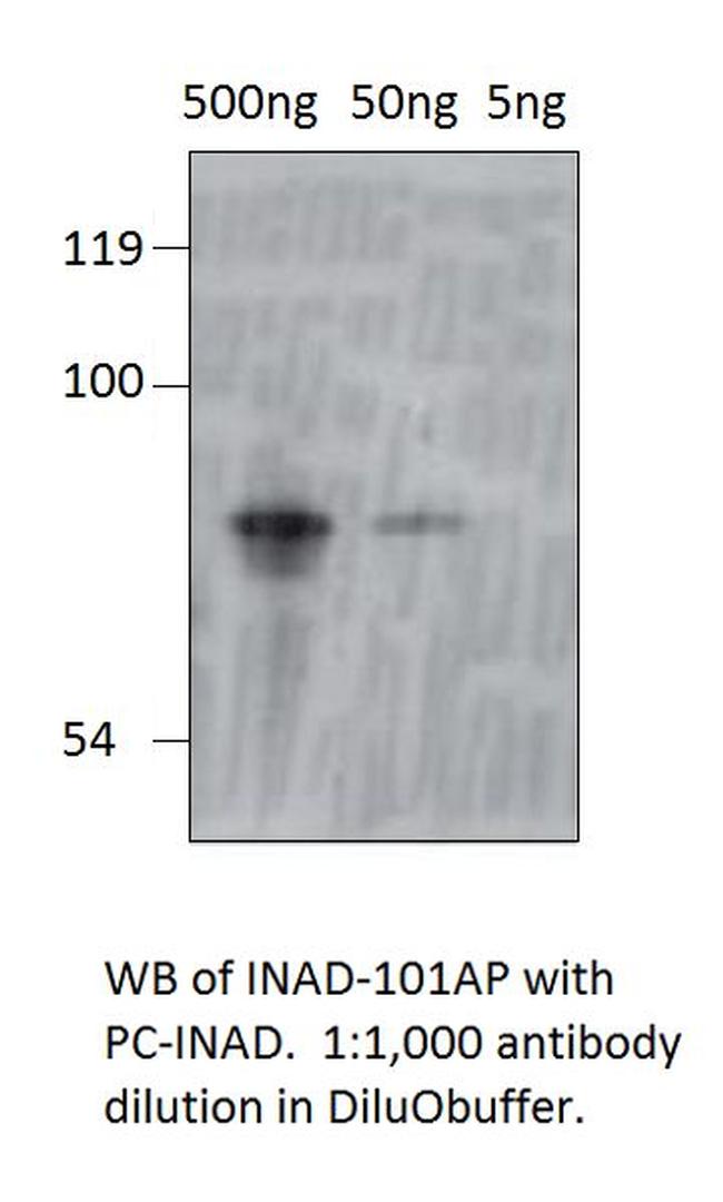 inaD Antibody in Western Blot (WB)