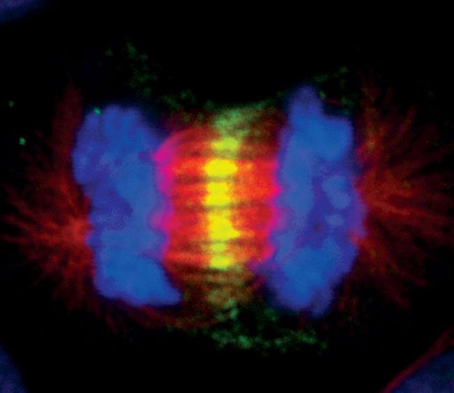 INCENP Antibody in Immunocytochemistry (ICC/IF)