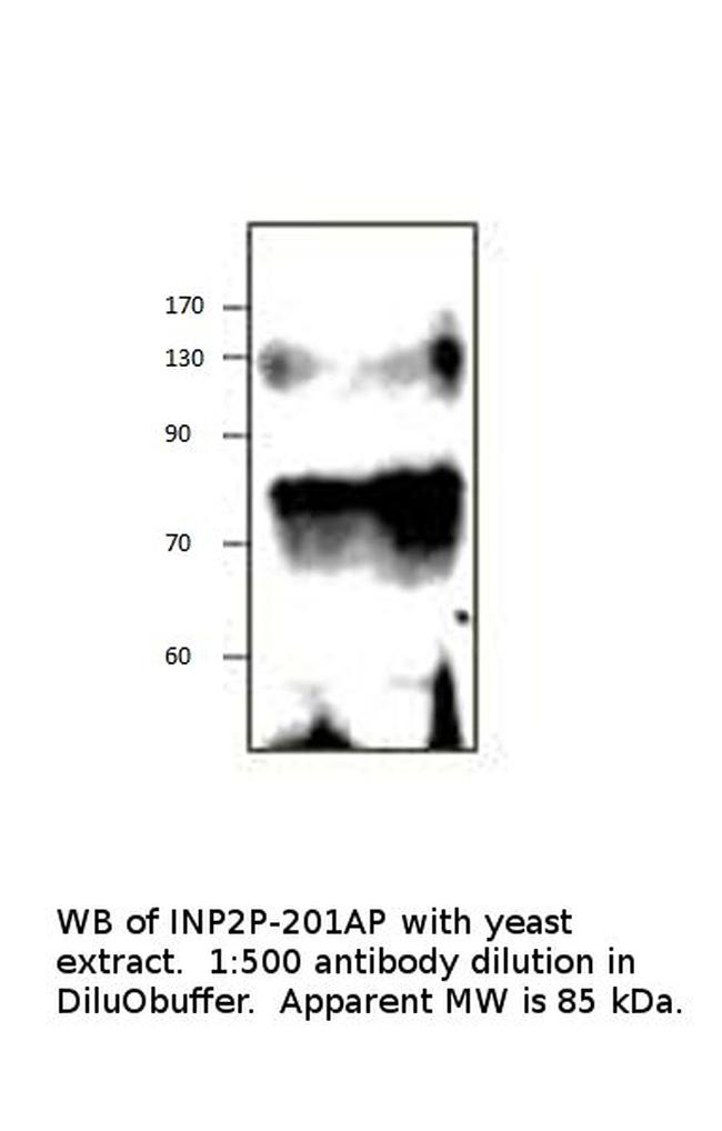 Inp2p Antibody in Western Blot (WB)