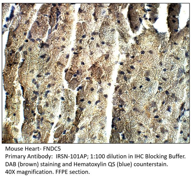 FNDC5 Antibody in Immunohistochemistry (IHC)