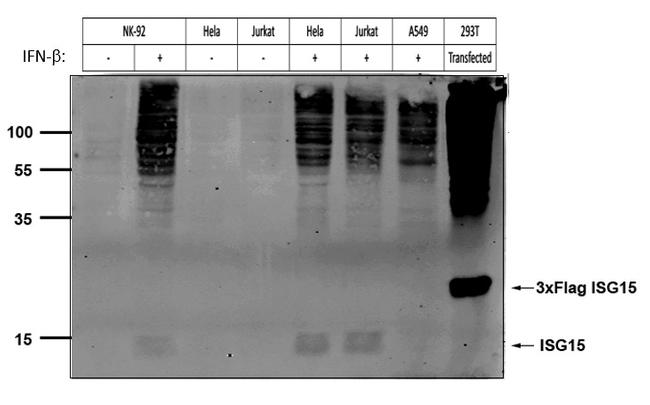 ISG15 Antibody in Western Blot (WB)