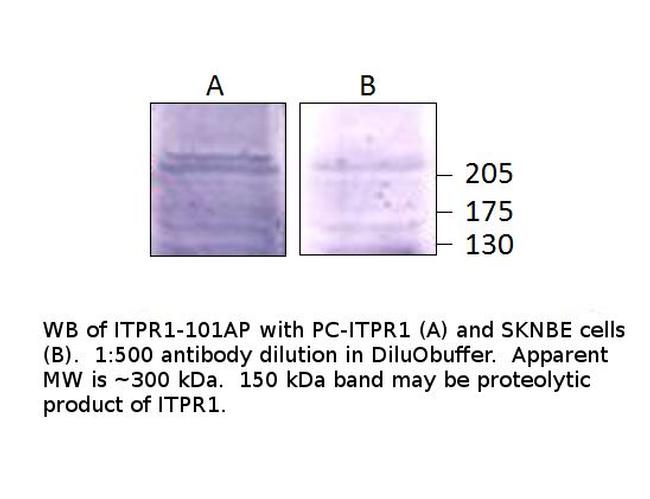 IP3 receptor Antibody in Western Blot (WB)