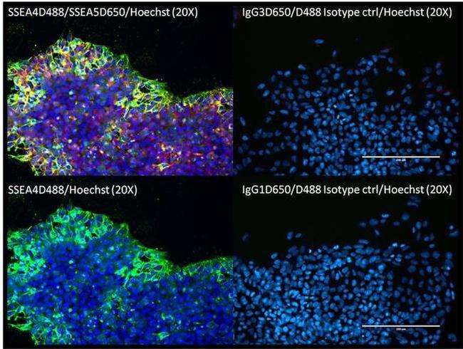 Mouse IgG3 Isotype Control in Immunocytochemistry (ICC/IF)