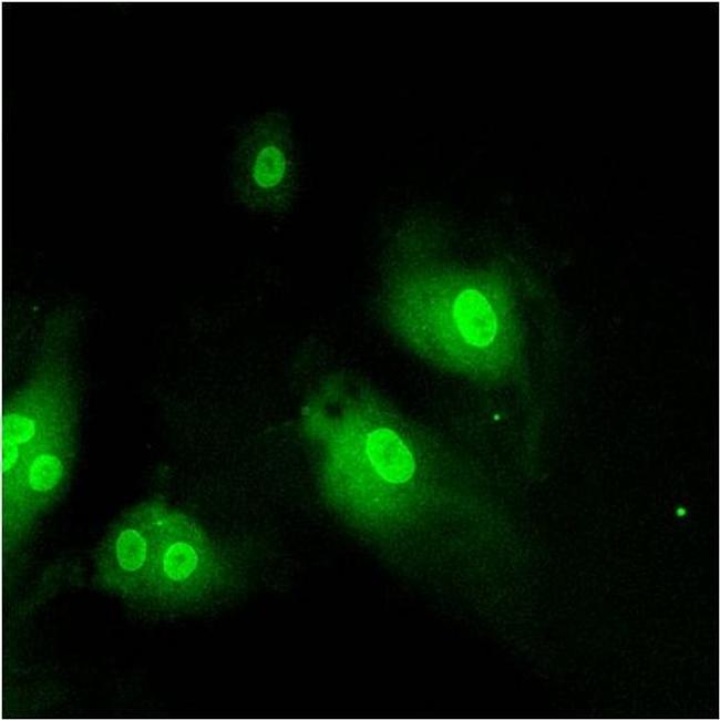 Importin beta-1 Antibody in Immunocytochemistry (ICC/IF)