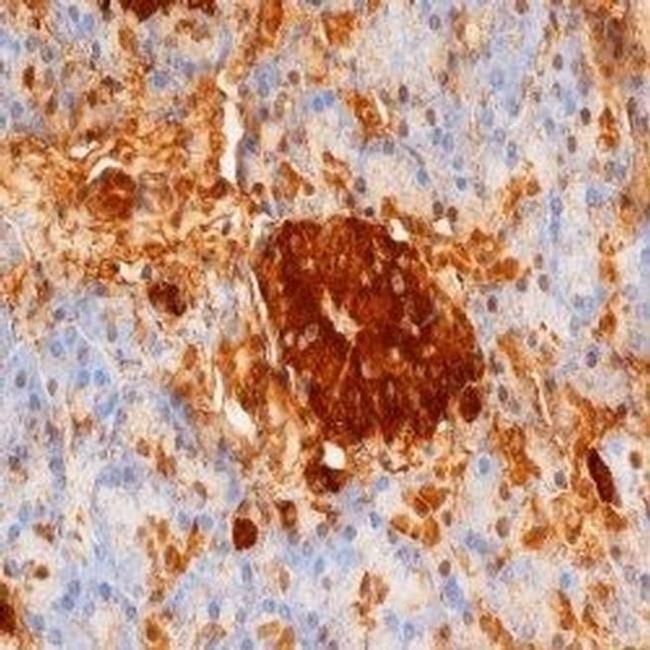 Insulin/Proinsulin Antibody in Immunohistochemistry (Paraffin) (IHC (P))