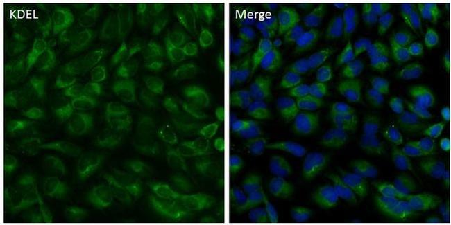 KDEL Antibody in Immunocytochemistry (ICC/IF)