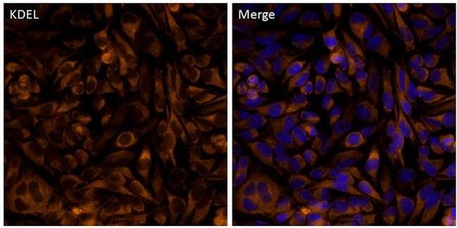 KDEL Antibody in Immunocytochemistry (ICC/IF)