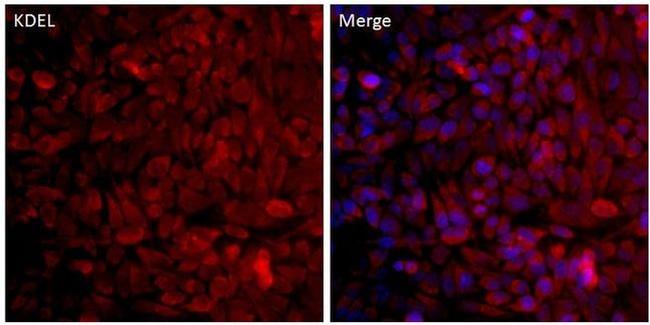 KDEL Antibody in Immunocytochemistry (ICC/IF)