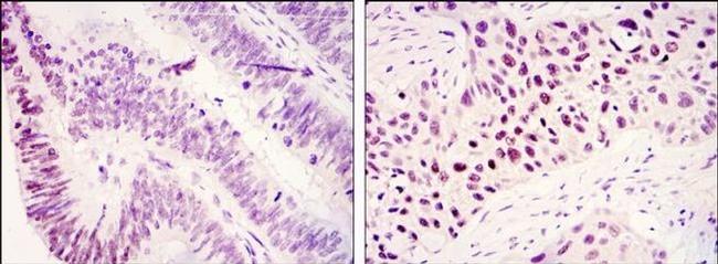 JMJD1A Antibody in Immunohistochemistry (Paraffin) (IHC (P))