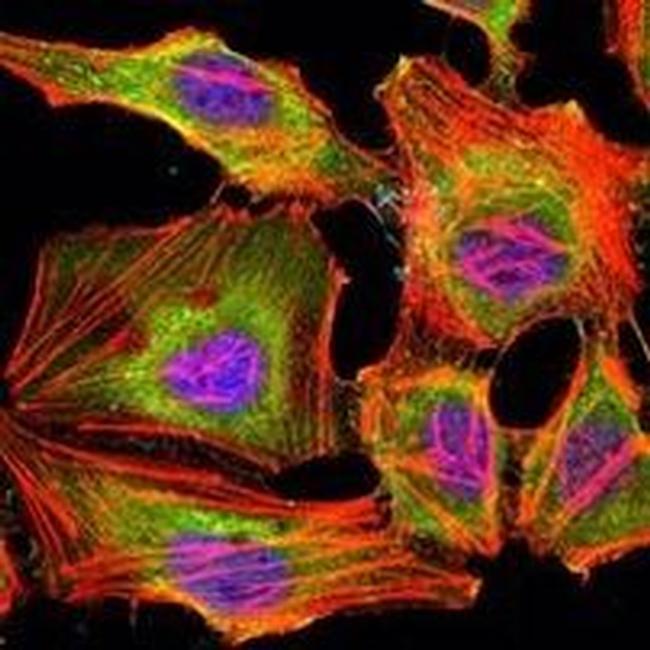 JMJD1A Antibody in Immunocytochemistry (ICC/IF)