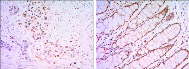 KLF4 Antibody in Immunohistochemistry (Paraffin) (IHC (P))