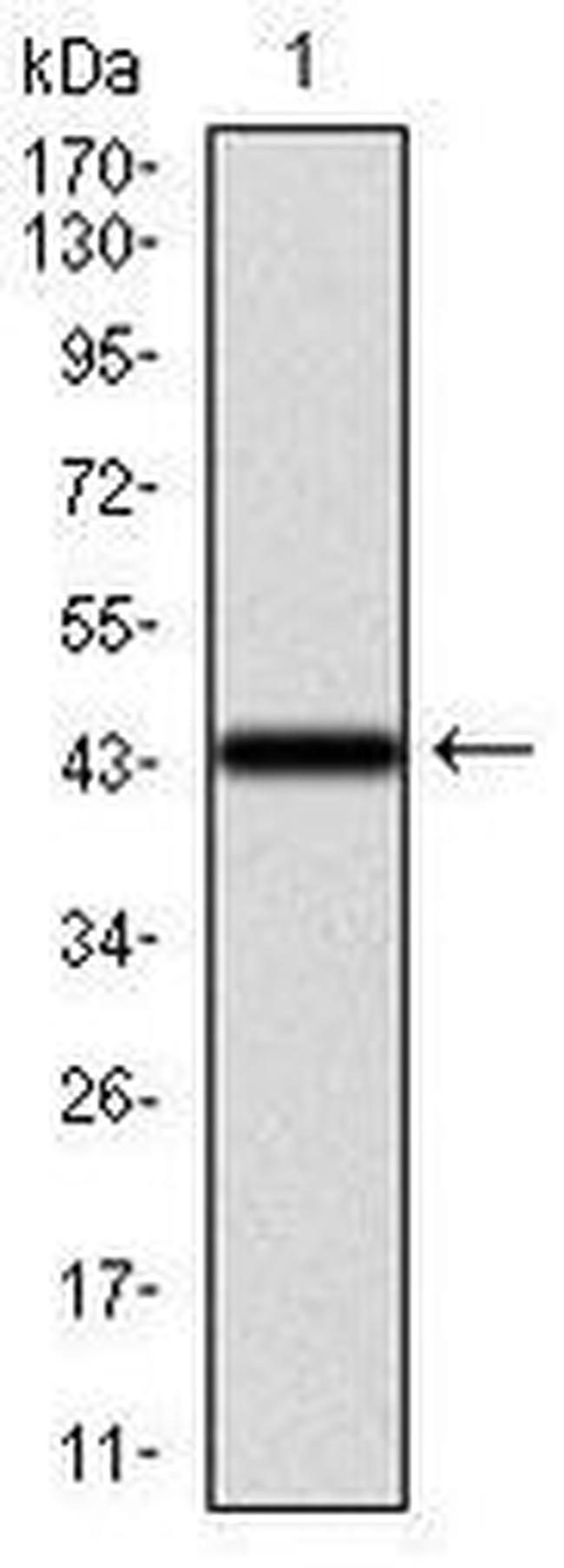 Cytokeratin 13 Antibody in Western Blot (WB)