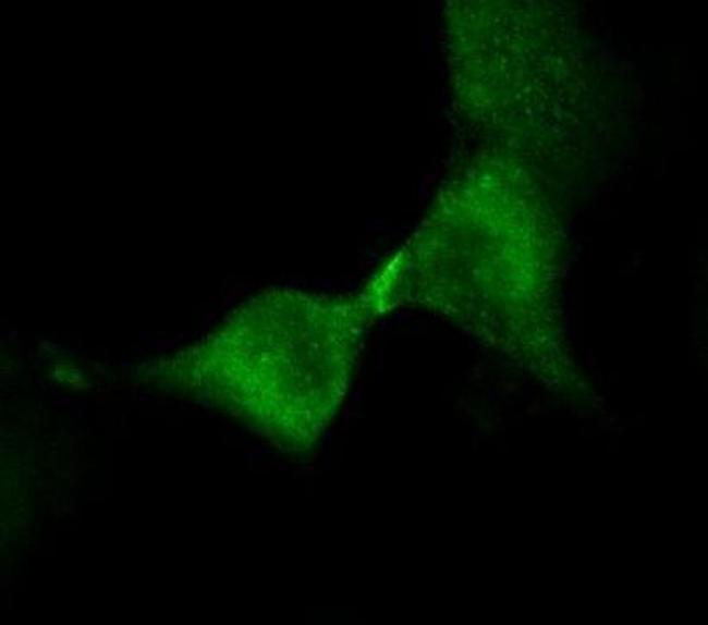 Kinesin 5B Antibody in Immunocytochemistry (ICC/IF)