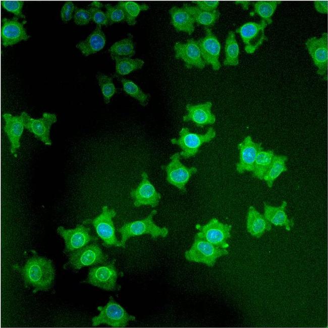 LAP1 Antibody in Immunocytochemistry (ICC/IF)