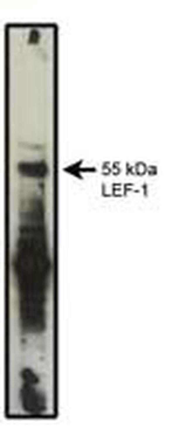 LEF1 Antibody in Western Blot (WB)