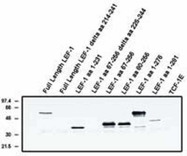 LEF1 (Alternate Exon) Antibody in Western Blot (WB)