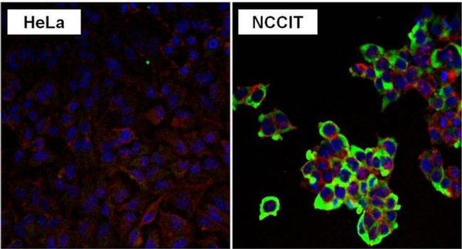 LIN28A Antibody in Immunocytochemistry (ICC/IF)