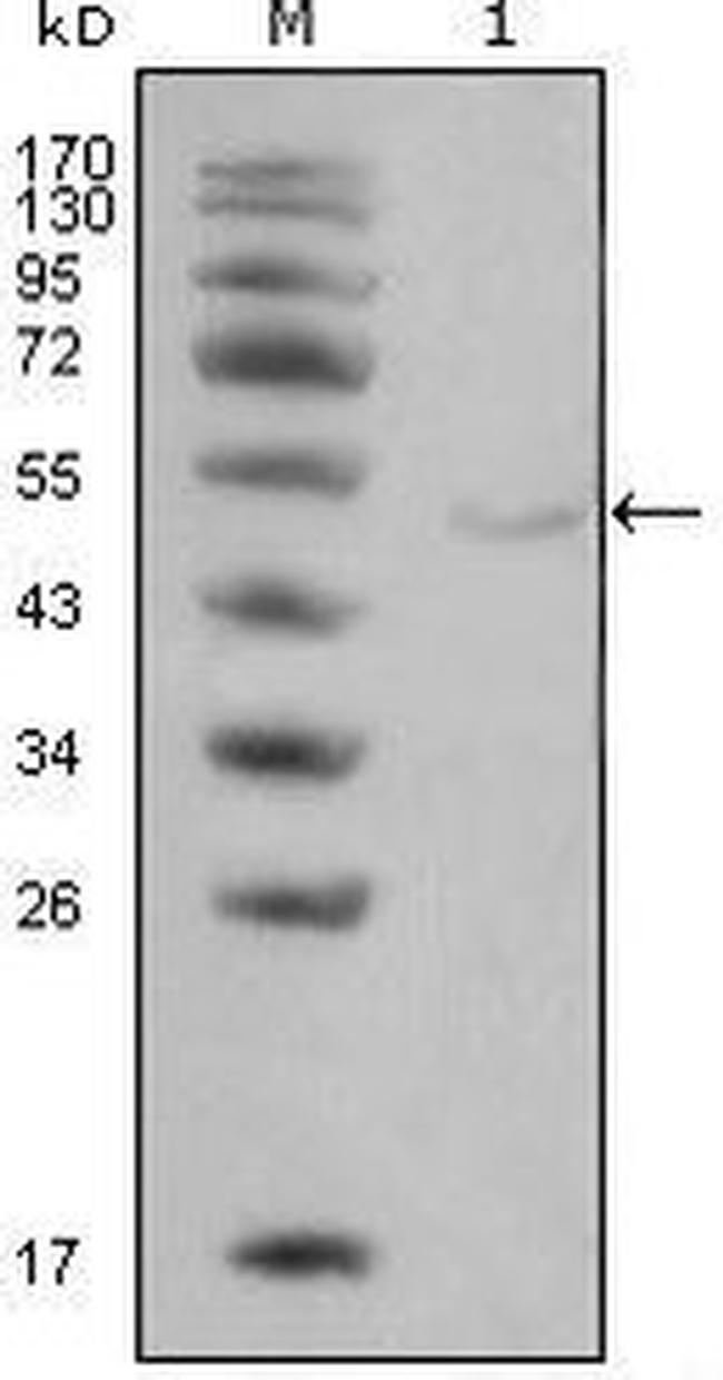 LPL Antibody in Western Blot (WB)