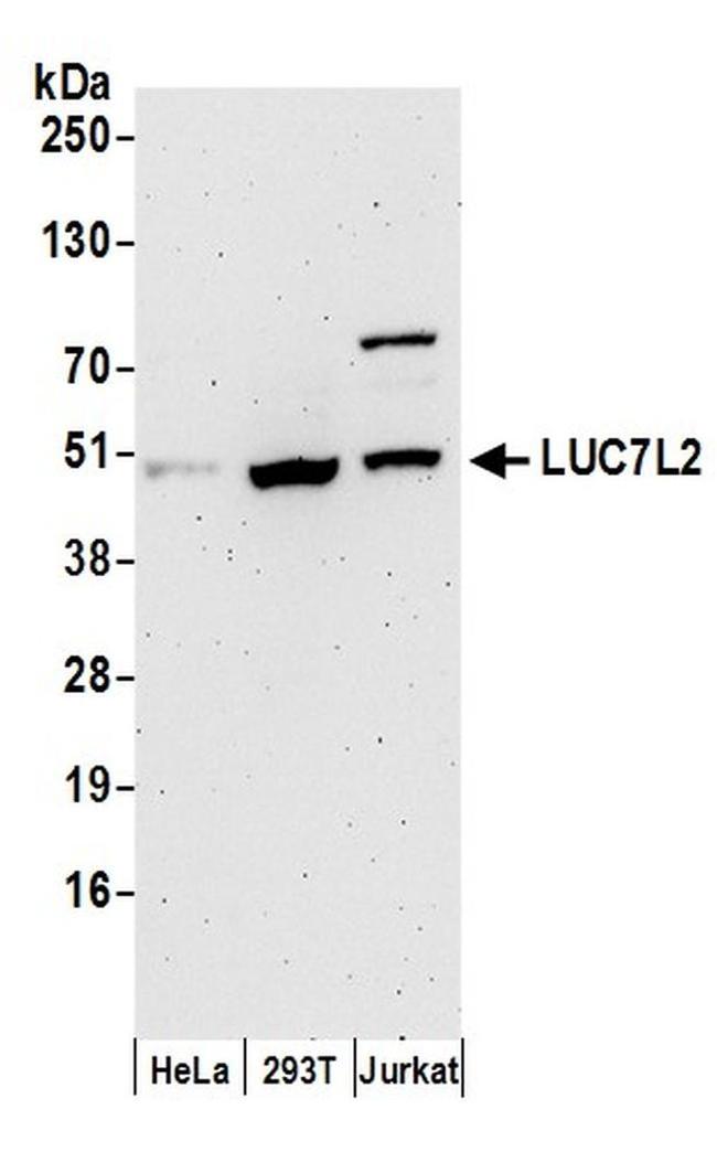 LUC7L2 Antibody in Western Blot (WB)