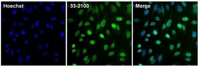 Lamin B2 Antibody in Immunocytochemistry (ICC/IF)