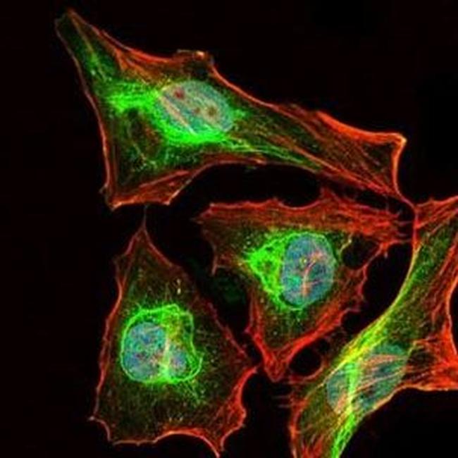 Lplunc1 Antibody in Immunocytochemistry (ICC/IF)