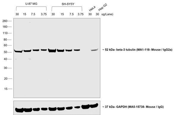 Mouse IgG2a Secondary Antibody in Western Blot (WB)