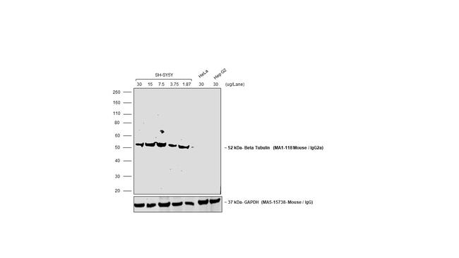 Mouse IgG2a Secondary Antibody in Western Blot (WB)