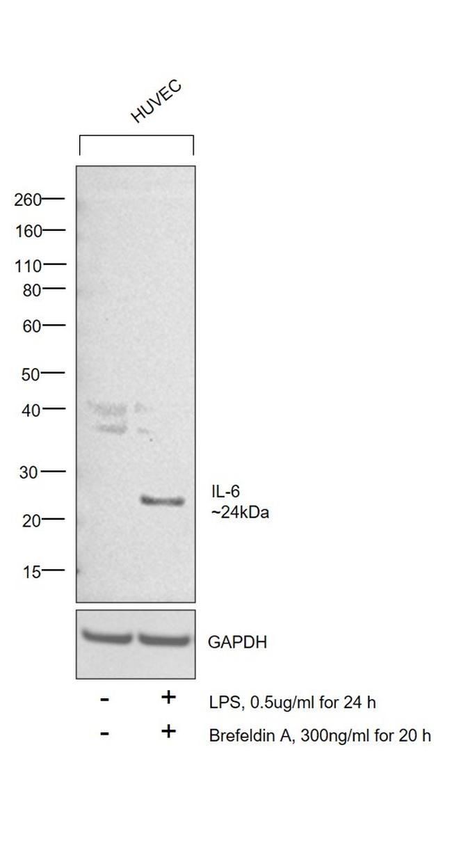 IL-6 Antibody in Western Blot (WB)