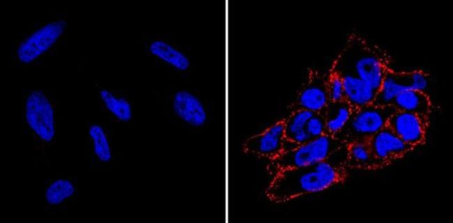 SSEA4 Antibody in Immunocytochemistry (ICC/IF)