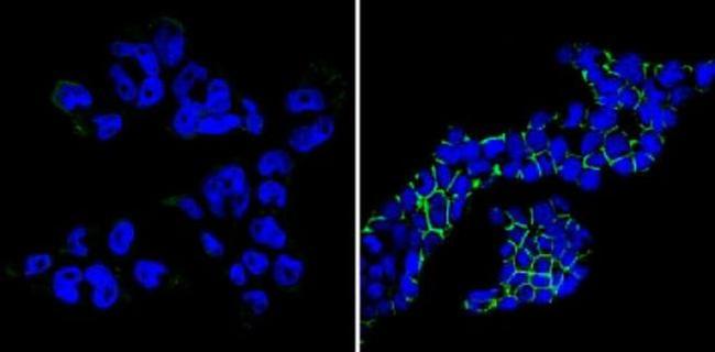 SSEA1 Antibody in Immunocytochemistry (ICC/IF)