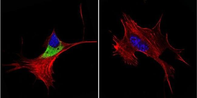 Cytohesin 1/2 Antibody in Immunocytochemistry (ICC/IF)