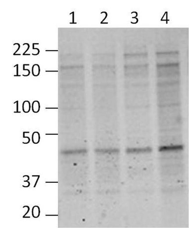 O-linked N-acetylglucosamine (O-GlcNAc) Antibody in Western Blot (WB)