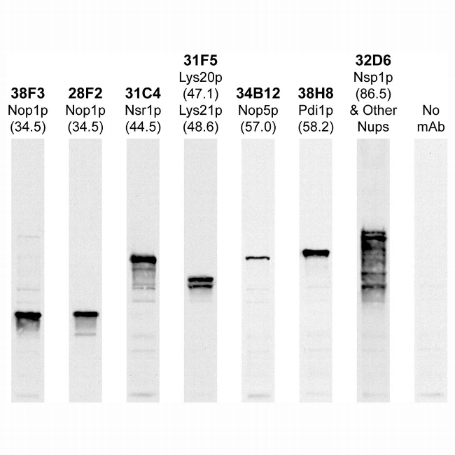 NSR1 Antibody in Western Blot (WB)