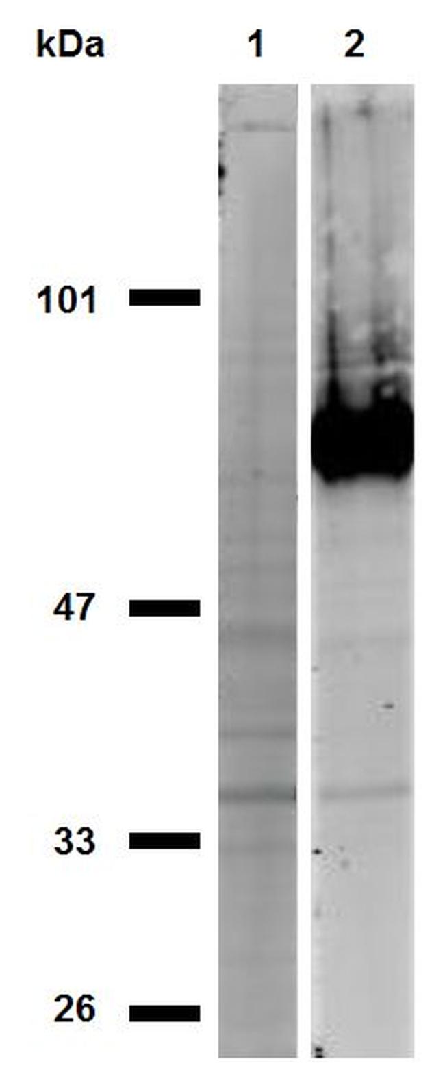 CD44 Antibody in Western Blot (WB)