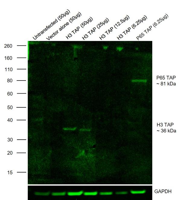 TAP Tag Antibody in Western Blot (WB)