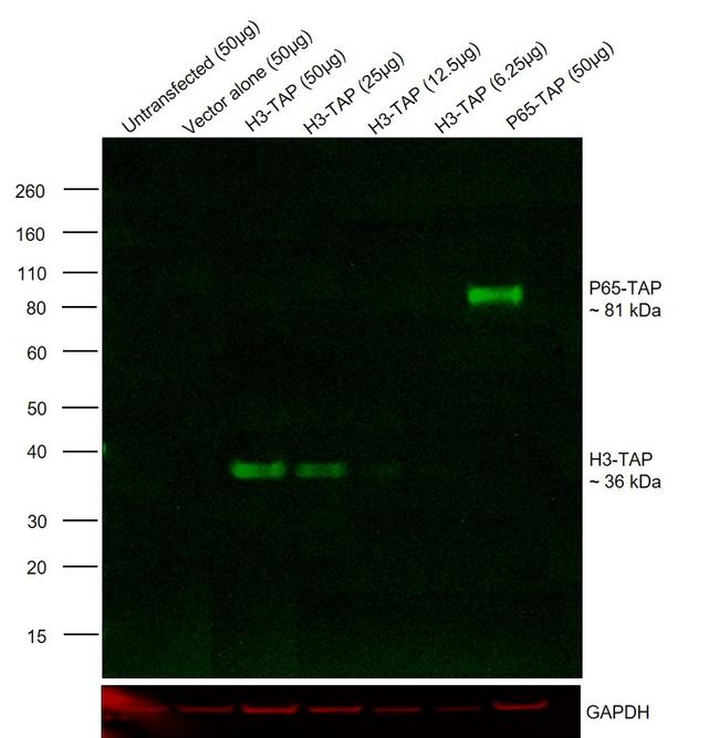 TAP Tag Antibody in Western Blot (WB)