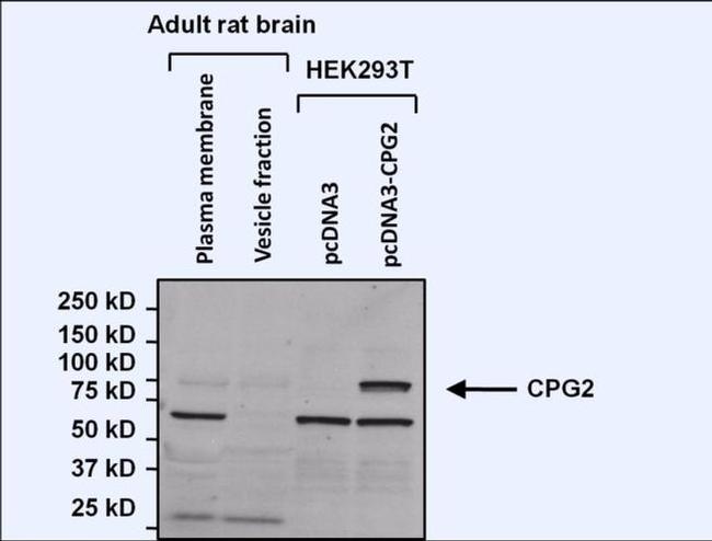 Nesprin 1 Antibody in Western Blot (WB)