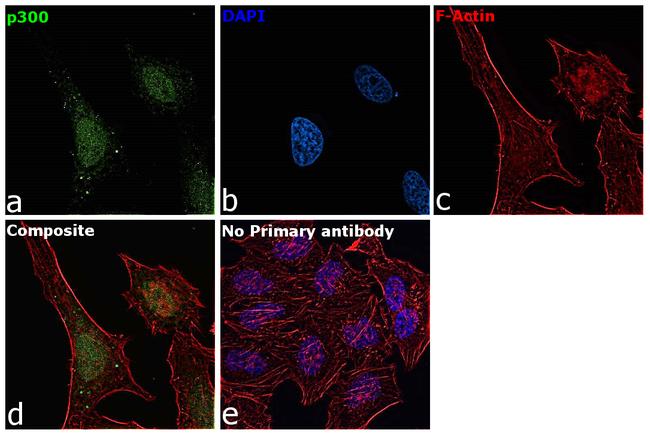 p300 Antibody in Immunocytochemistry (ICC/IF)