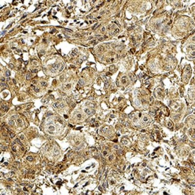 3-hydroxykynurenine Antibody in Immunohistochemistry (Paraffin) (IHC (P))